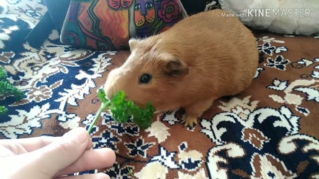 Персик хрустит петрушкой🥦 смотреть онлайн