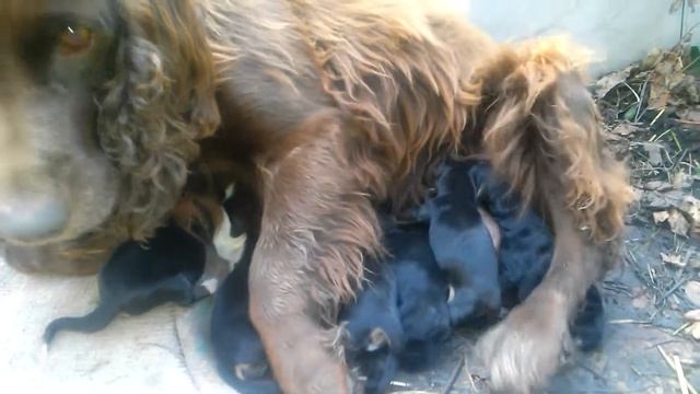 Новорожденные щенки нашей собачки. смотреть онлайн