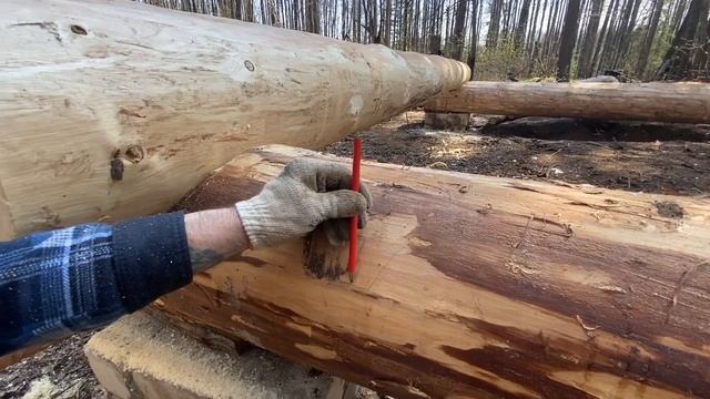 Первые венцы сруба. Как работать плотницкой чертой. Ролик для начинающих #сруб