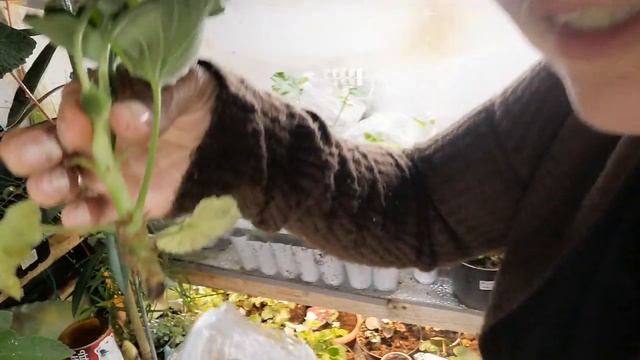 Распаковка! Новые пеларгонии) смотреть онлайн