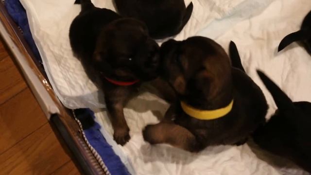 Border Terrier, Mixmira Mango. Щенки бордер терьера. Бордерятам 20 дней! смотреть онлайн