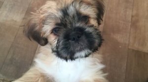 Собака Ши-тцу - плюсы и минусы породы | Собаководство | Порода Ши-тцу