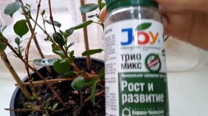 Дипладения  - уход,  Не пугайтесь, если ... у вашей дипладении  начался листопад.