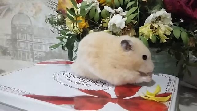 Хомяк Персик в цветах.. смотреть онлайн