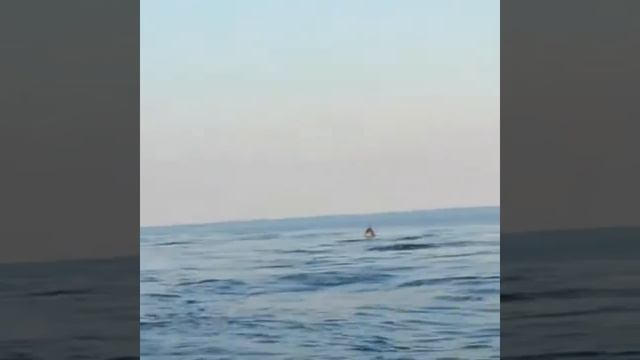 Экскурсия к Черноморским дельфинам смотреть онлайн