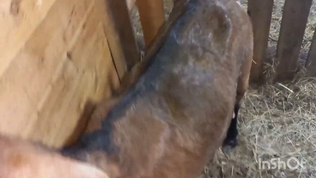 Обрабатываем копыта козе после окота. смотреть онлайн