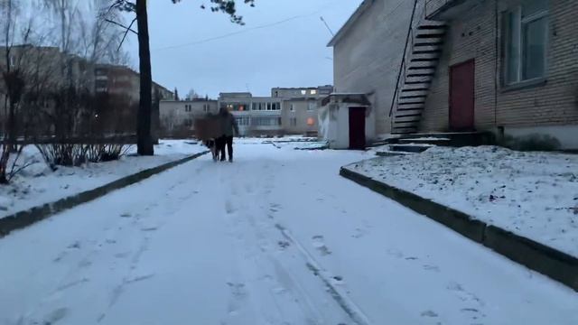 Алабай Чёрная Роза ? Князь Гвидон на прогулке смотреть онлайн