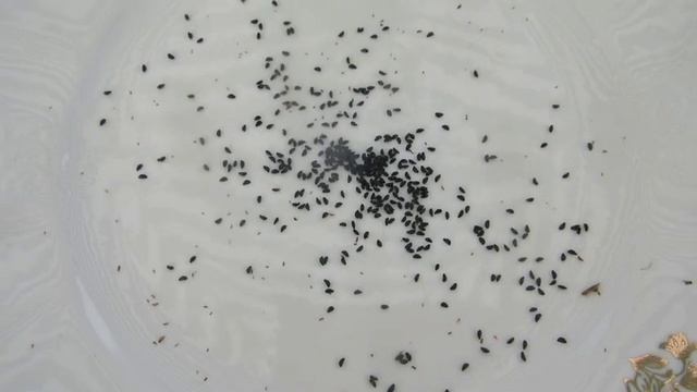 Бальзамин крупноцветковый, бархатцы. Аквилегия из семян. Готовлю место под пион. смотреть онлайн