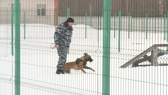 Центр кинологической службы УМВД по Вологодской области смотреть онлайн