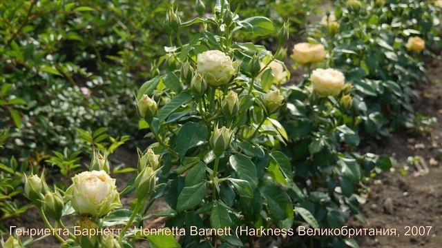 Видео обзор розы Генриетта Барнетт - Henrietta Barnett (Harkness Великобритания, 2007)