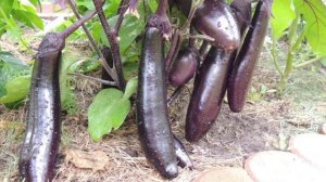 Баклажан Король Севера