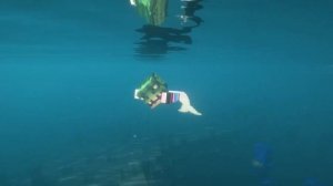 Minecraft 1.16.5 - Mermaid Tail Mod (Mermod mod)
