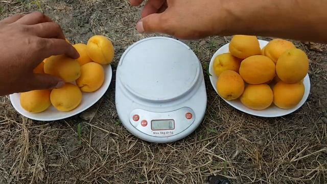 АБРИКОС СЕЛЕНА !!!APRICOT SELENA!!!