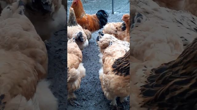 куры Брама желтый черно колумбийский#shorts смотреть онлайн