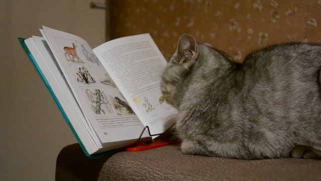 Мой кот учит биологию (читает) смотреть онлайн