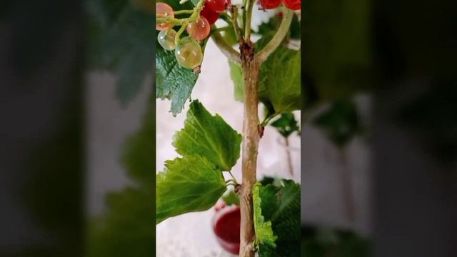 Красная смородина из прозрачной глины Ангелиза, холодный фарфор. смотреть онлайн