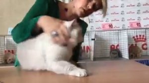 Кристиан кот британская Шиншилла колор Поинт