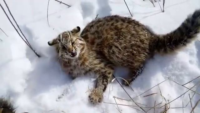 Амурский дикий кот. Камышовый смотреть онлайн