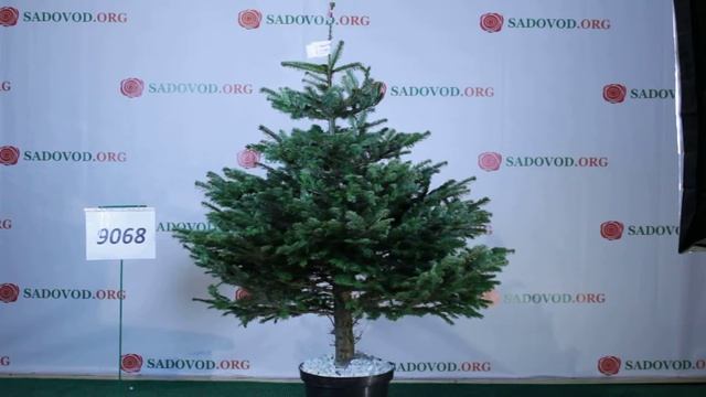 9068 Пихта Нордмана в горшке 1.4 - 1.6 м. смотреть онлайн