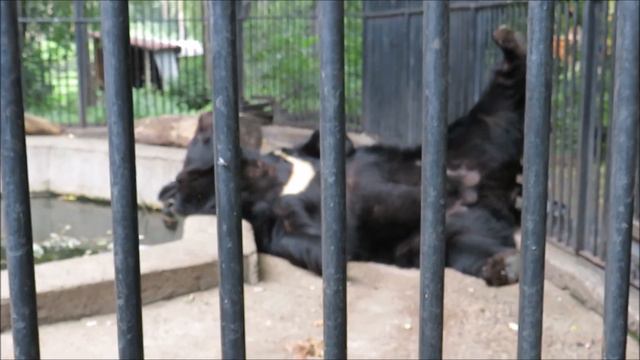 Гималайский мишка Костя спит 21.07.2020 смотреть онлайн