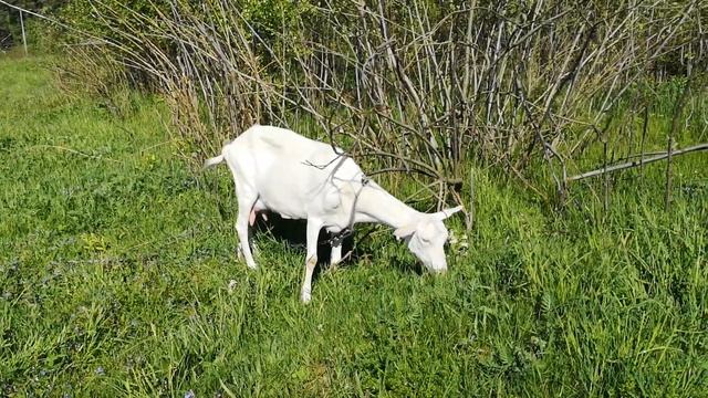 История одной козы. Мила. Зааненская коза. смотреть онлайн