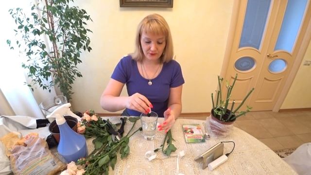 РОЗЫ ИЗ БУКЕТА. КАК УКОРЕНИТЬ ПОДАРЕННЫЕ РОЗЫ смотреть онлайн