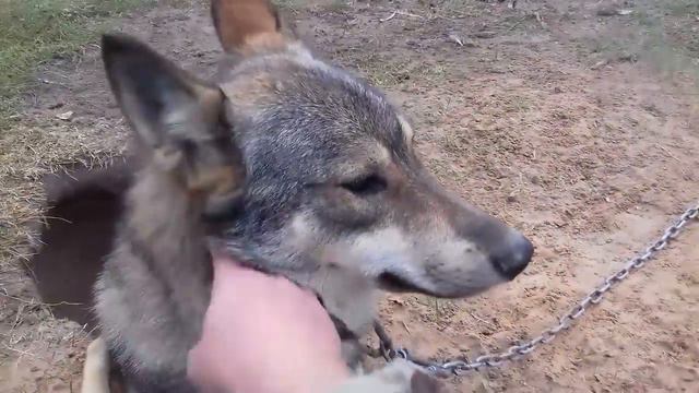 ПОЛУВОЛК смотреть онлайн