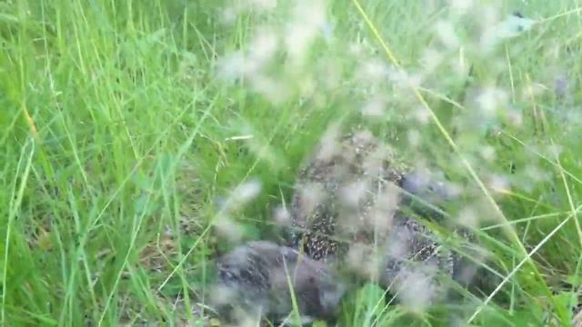 Семья ежиков смотреть онлайн