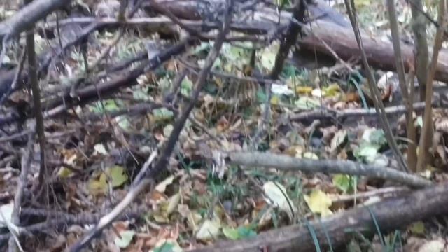 Когда и где покупать пчёл начинающим пчеловодам? смотреть онлайн