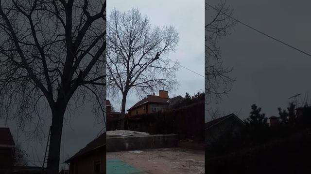 Спил деревьев Волгоградская область, Волгоград, ангарскиий смотреть онлайн