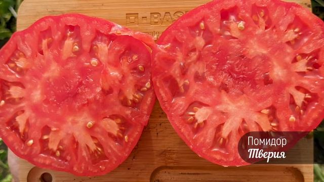 Помидор ТВЕРИЯ. Вкусно,надежно! смотреть онлайн