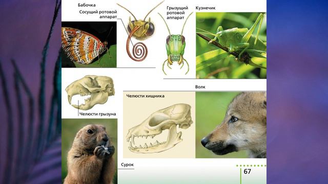 §10 "Питание и пищеварение", Биология 6 класс, Сивоглазов смотреть онлайн