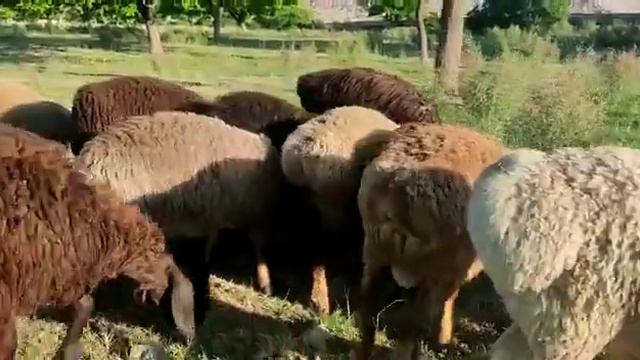 9 минден 🗣️🗣️📞📞 срочно козулар са-т+996703725263#+996770432339 смотреть онлайн