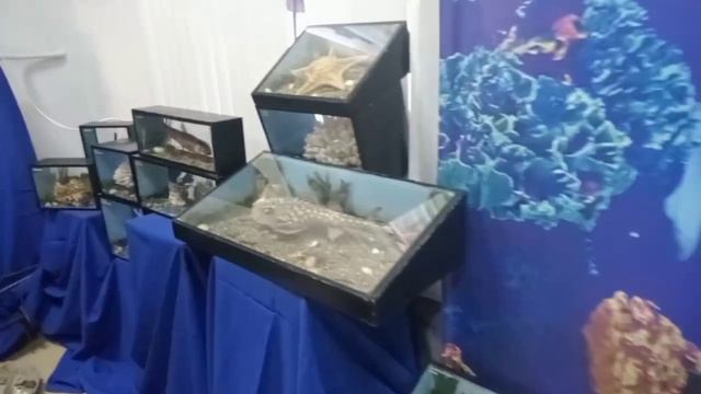 Выставка Удивительный мир моря смотреть онлайн