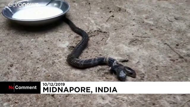 В Индии нашли кобру с двумя головами смотреть онлайн