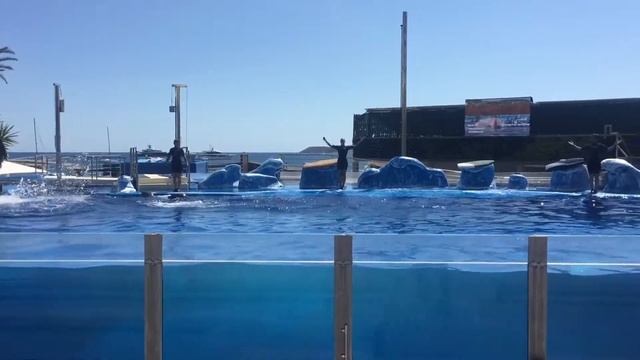 Marineland Mallorca 2020 Delfines смотреть онлайн