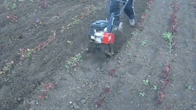 Мотокультиватор т-35 , прополка междурядий окулянта роз смотреть онлайн