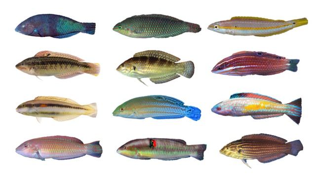 Types of Wrasses Part 1 | Genus: Halichoeres, Family: Labridae смотреть онлайн