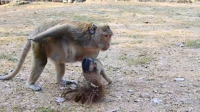 O.M.G! Skippy Squeeze Jilla Away! Why Skippy Doing Like This On Jilla, Very Pity Baby!