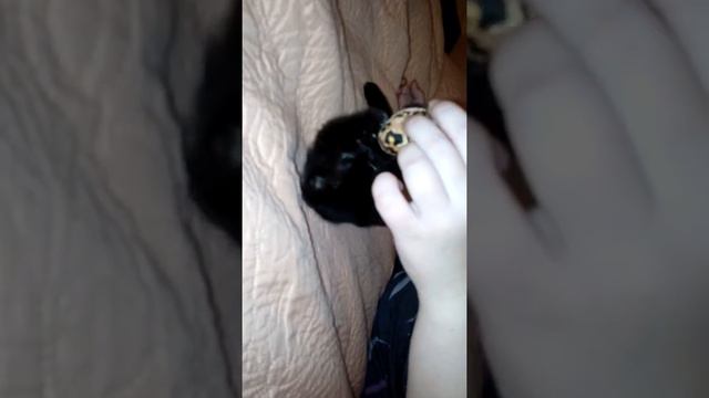 Мой котёнок НОЧКА смотреть онлайн