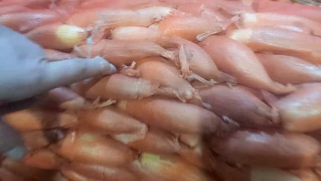 8 января 2022 Обзор цена на Капуста, Лук, Картофел, Тиква и другие Корнеплоди по ваше.. Фуд - Сити смотреть онлайн