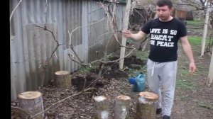 Выращивание вешенки на пеньках (Часть 1) ПОСАДКА