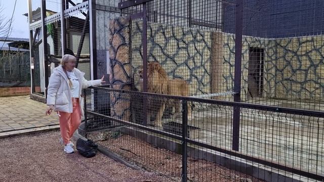 ?Лев Витя! Любимый и родной! #animals #lions #животные #львы смотреть онлайн