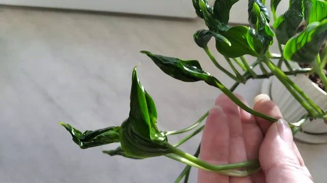 Эпипремнум Годзилла. смотреть онлайн