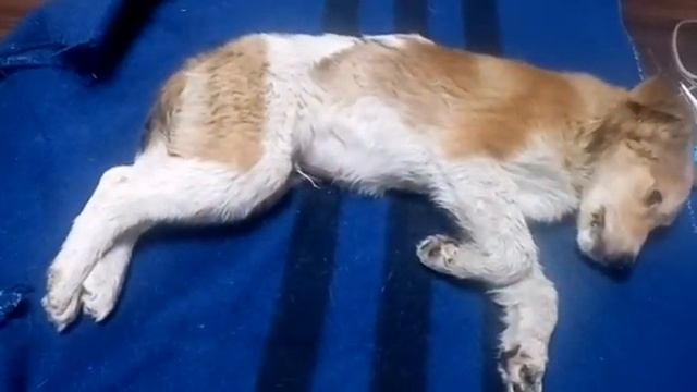 Да когда это закончится 🤦♀️🤦♀️🤦♀️. Нет уже сил. Неужели люди без души. смотреть онлайн