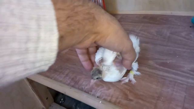 2 октября 2019г. Птенец на балконе... смотреть онлайн