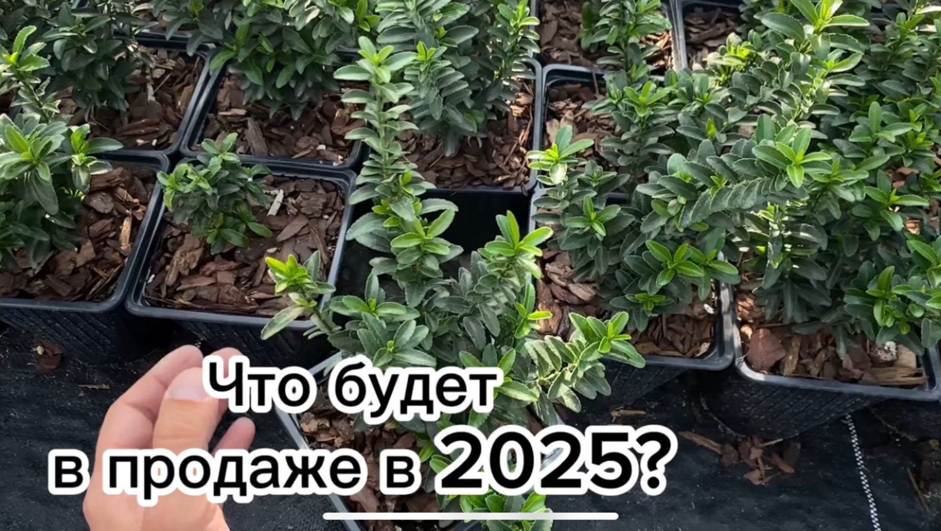 Какие растения будут доступны весной? Обзор площадки