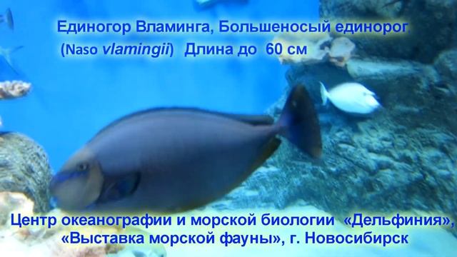 РЫБЫ ЕДИНОРОГИ БЕЗ РОГОВ. Рыбки-хирурги рода настоящие носачи (Naso). смотреть онлайн