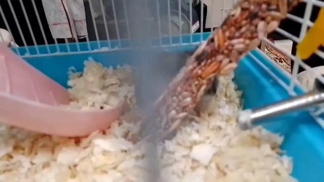 Разведение джунгарских хомяков (размножение) смотреть онлайн