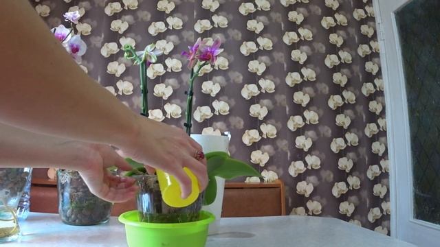Полив шикарной Лиодоры / орхидея в коре первые шаги после пересадки смотреть онлайн